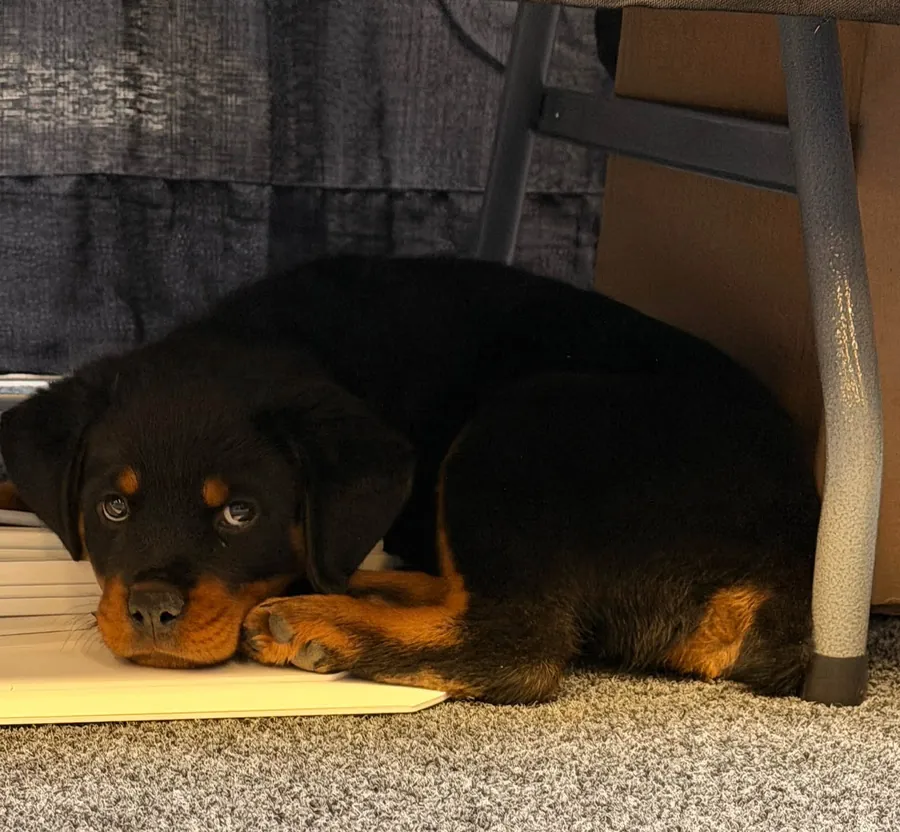 Larry, the Flow Right shop dog, a young Rottweiler resting under a table